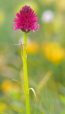 Nigritella dolomitensis, Dolomiten-Kohlröschen, Italien