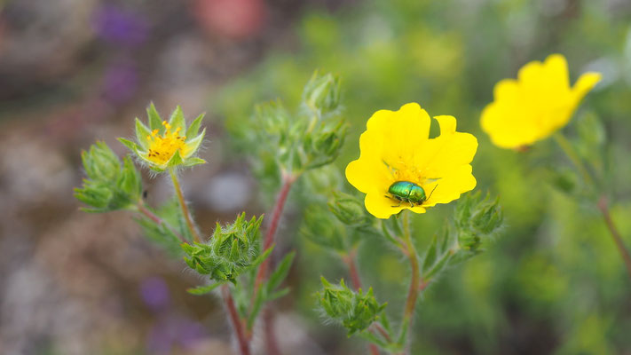 Kroatien, Fingerkraut, Potentilla