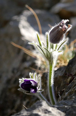 Österreich, Steirische Kuhschelle, Pulsatilla styriaca