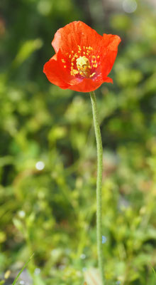 Papaver purpureomarginatum, Rotrandiger Mohn