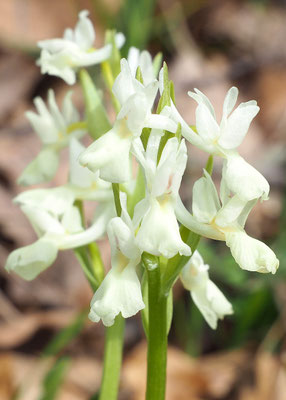 Dactylorhiza romana, Römisches Knabenkraut, Italien