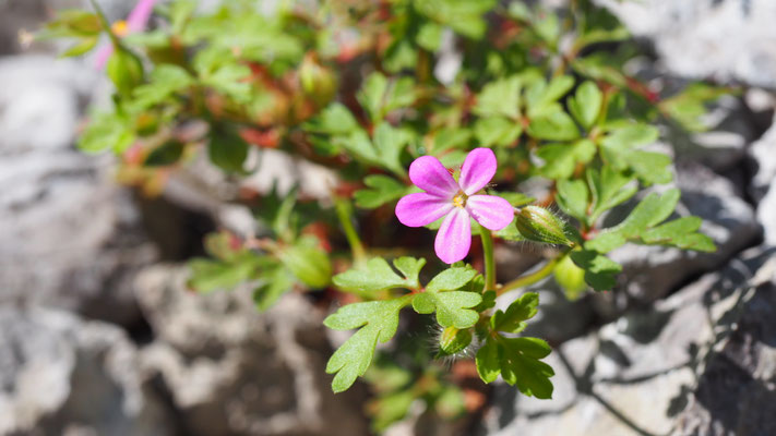 Kroatien, Purpur-Storchschnabel, Geranium purpureum