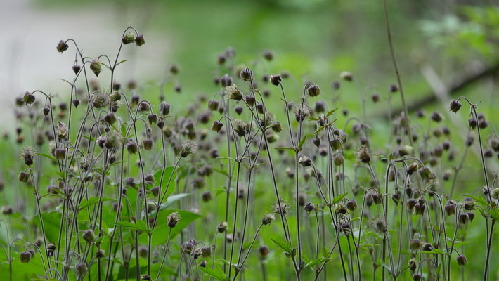 Deutschland, Bach-Nelkenwurz, Geum rivale