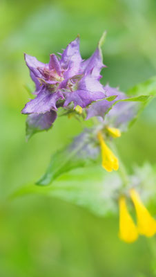 Österreich, Hain-Wachtelweizen, Melampyrum nemorosum