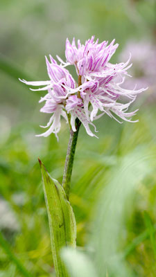 Orchis italica, Italienisches Knabenkraut, Rhodos