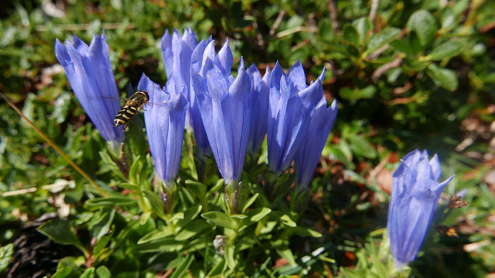 Slowenien, Karawanken-Enzian, Gentiana froelichii