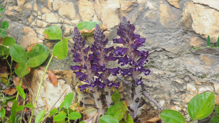 Italien, Ästige Sommerwurz, Orobanche ramosa