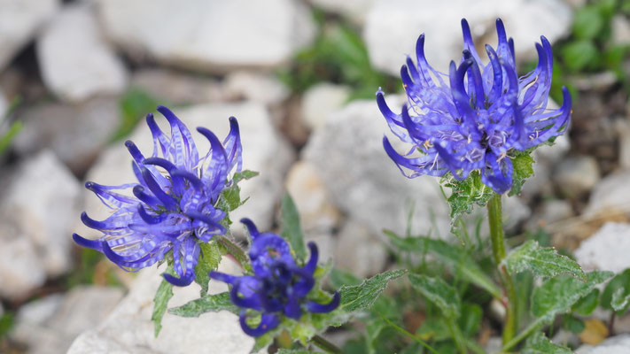 Italien, Kugelige Teufelskralle, Phyteuma orbiculare
