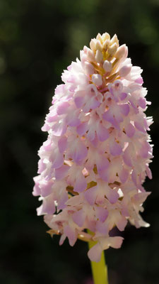 Anacamptis pyramidalis ssp. serotina, Spätblühende Pyramiden Hundswurz, Samos