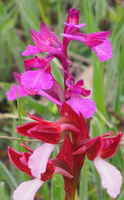 Anacamptis morio x Anacamptis papilionacea (mit A. papilionacea), Italien