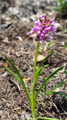 Dactylorhiza romana, Römisches Knabenkraut, Türkei