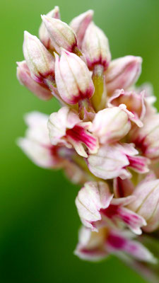 Neotinea maculata, Gefleckte Waldwurz (Keuschorchis), Rhodos