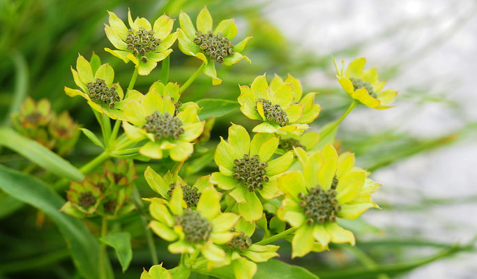 Italien, Felsen-Hasenohr, Bupleurum petraeum