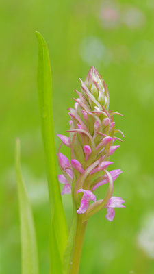 Dactylorhiza incarnata ssp. incarnata, Fleischfarbene Fingerwurz, Kärnten
