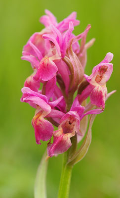 Dactylorhiza sambucina, Holunder-Fingerwurz, Steiermark