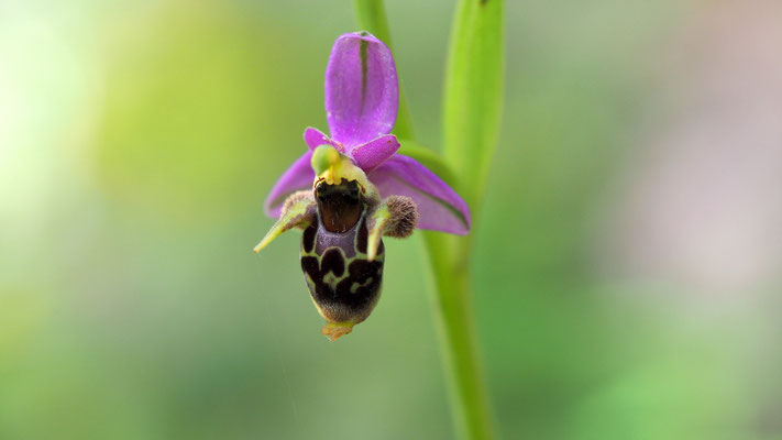 Ragwurz, Ophrys (Italien)