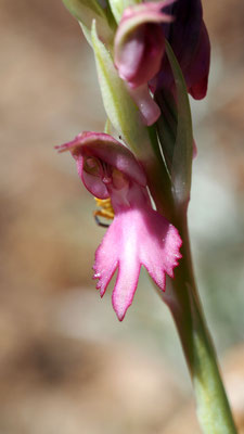 Anacamptis sancta, Heiliges Knabenkraut, Chios