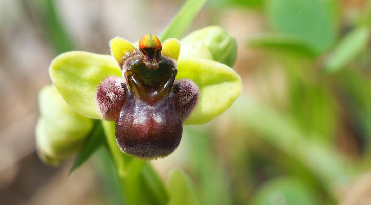 Drohnen-Ragwurz, ophrys bombyliflora (Italien)