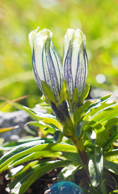 Österreich, Kälteliebender Enzian (Tauern-Enzian), Gentiana frigida