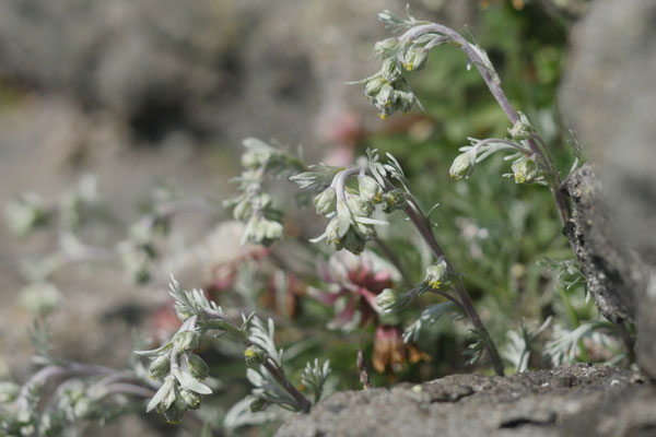 Italien, Echte Edelraute, Artemisia umbelliformis