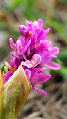 Dactylorhiza romana, Römisches Knabenkraut, Samos