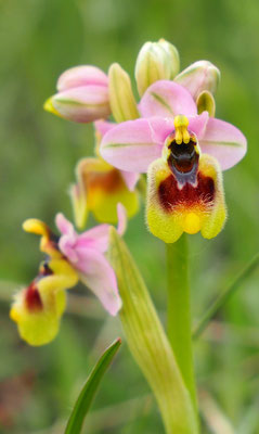 Wespen-Ragwurz, ophrys tenthredinifera