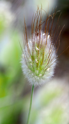 Lagurus ovatus, Hasenschwanzgras