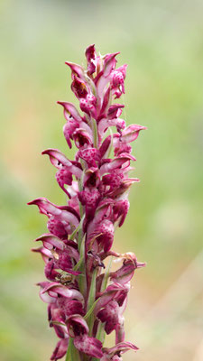 Anacamptis coriophora ssp. fragrans, Wohlriechendes Wanzen-Knabenkraut, Samos