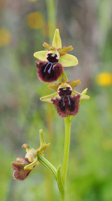 Schwarze Ragwurz, ophrys incubacea