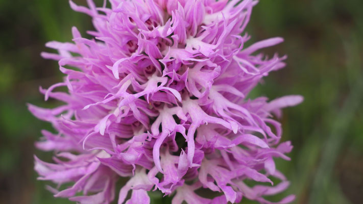 Italienisches Knabenkraut, Orchis italica (Italien)