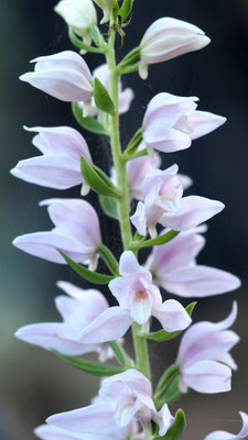 Cephalanthera kurdica, Kurdisches Waldvöglein