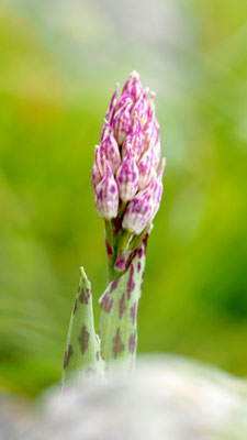 Orchis italica, Italienisches Knabenkraut, Rhodos