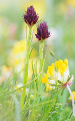 Nigritella rhellicani, Gewöhnliches Kohlröschen, Italien