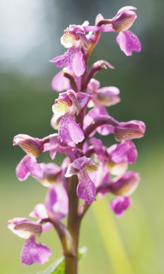 Anacamptis morio, Klein-Hundswurz, Kärnten