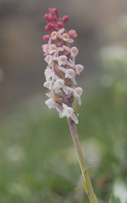 Gymnadenia conopsea x Gymnadenia odoratissima = Gymnadenia intermedia