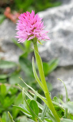 Nigritella widderii, Widder-Kohlröschen, Steiermark