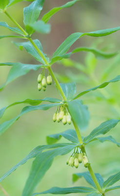 Österreich, Quirlblättrige Weißwurz, Polygonatum verticillatum