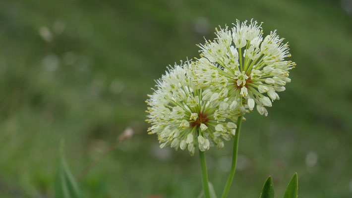 Italien, Allermannsharnisch, Allium victorialis