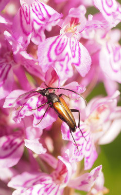 Dactylorhiza fuchsii, Fuchs-Fingerwurz, Oberösterreich