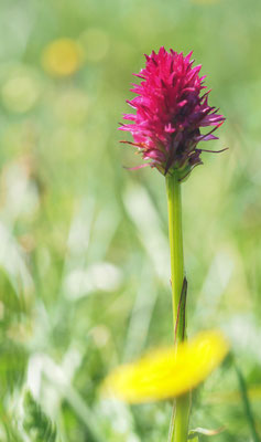 Nigritella minor, Kleines Kohlröschen, Steiermark