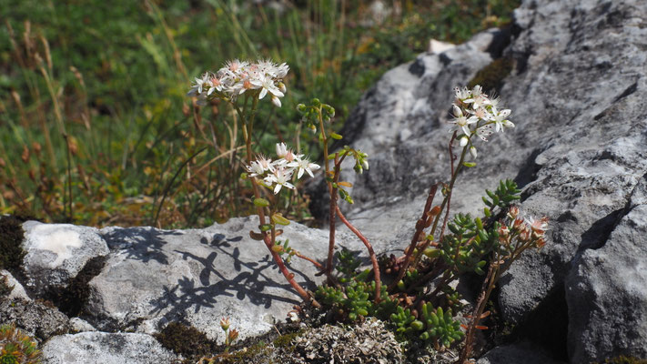 Deutschland, Weiße Fetthenne oder Weißer Mauerpfeffer, Sedum album