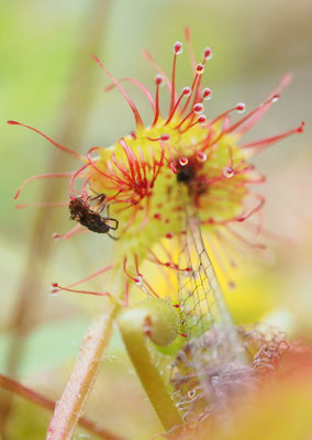 Österreich, Rundblättriger Sonnentau, Drosera rotundifolia