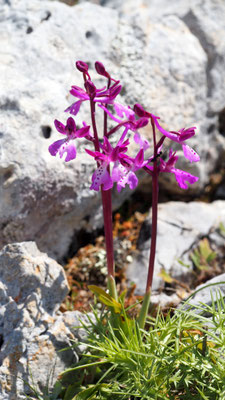 Orchis anatolica, Anatolisches Knabenkraut, Kalymnos