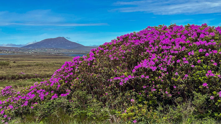Rhododendron, Achill Island, County Mayo, Ireland