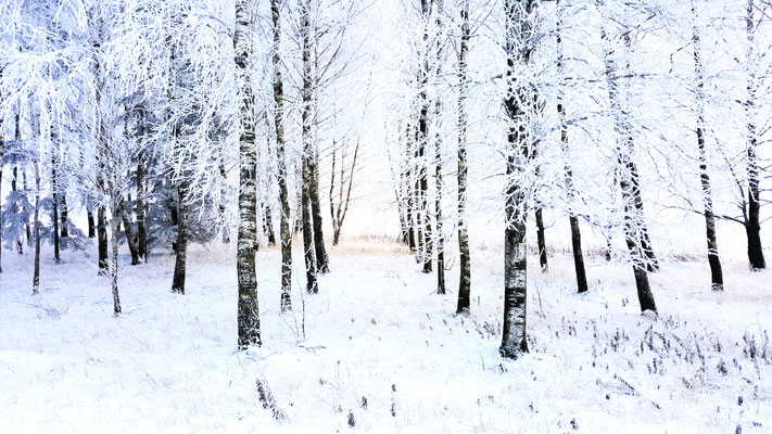 Winter Trees, Ezere Pagasts, Latvia