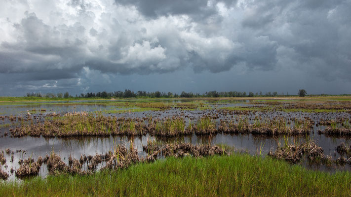 The Swamps, Everglades, Florida