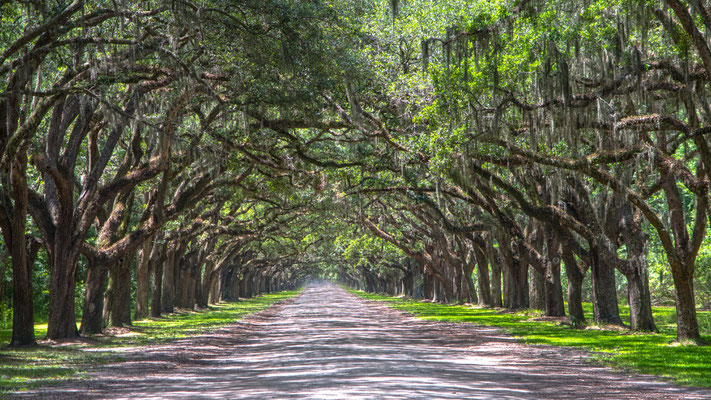 Wormsloe Estate, Savannah, Georgia