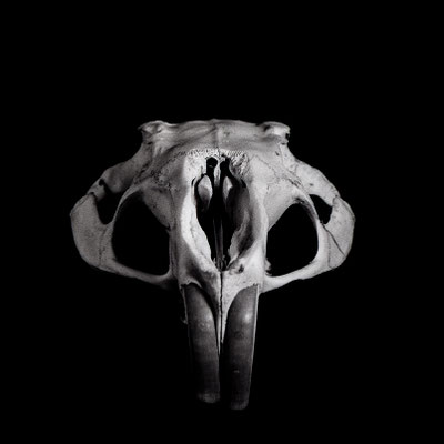 Myocastor coypus