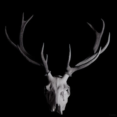 Cervus Elaphus