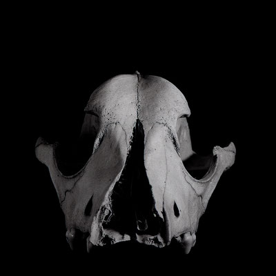 Canis lupus familiaris